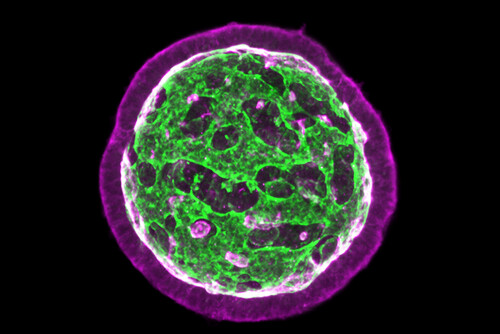 csm_organoidtopology_main_decf