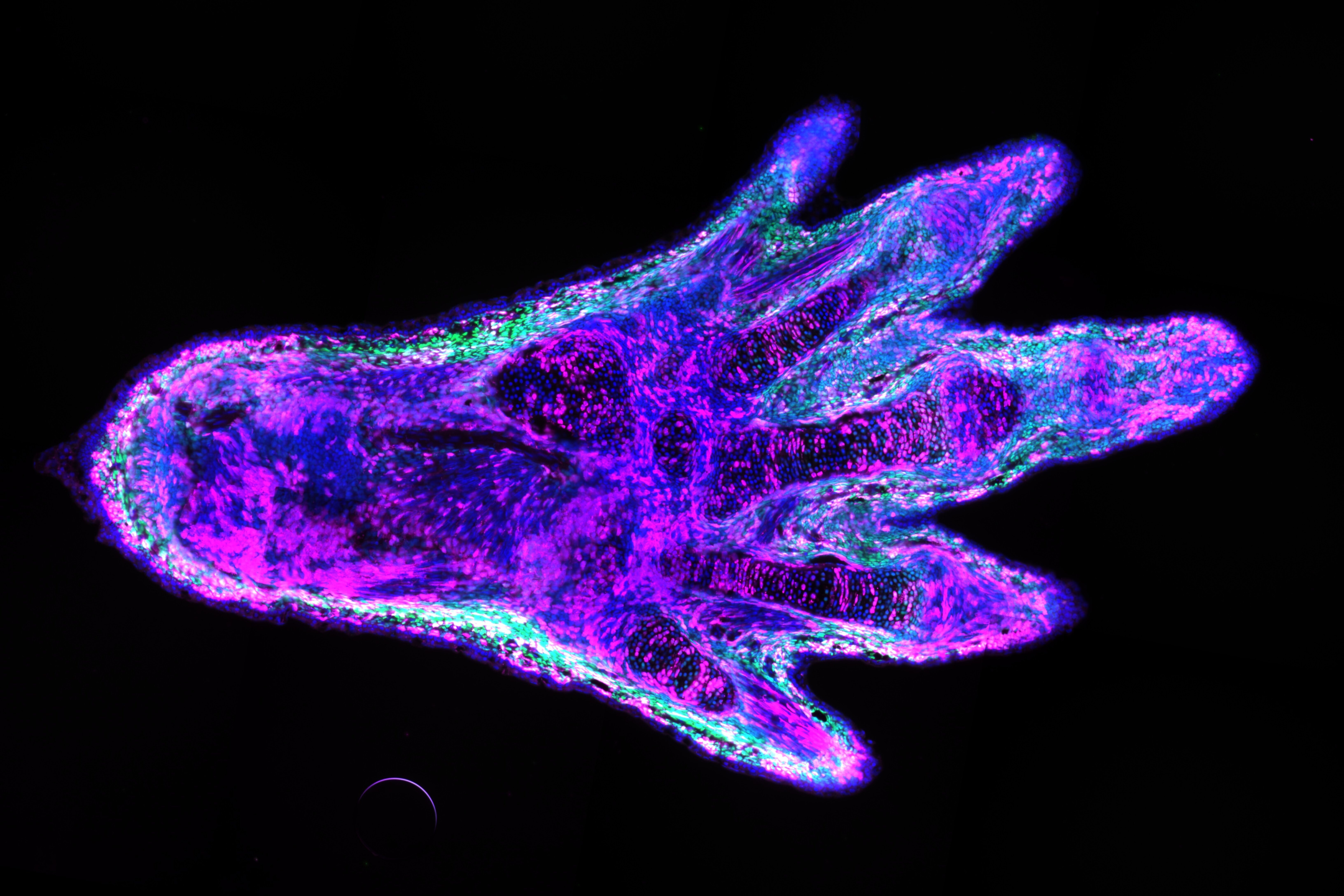 A fluorescent frog arm with fingers, blue, purple, magenta and green, on a black background.