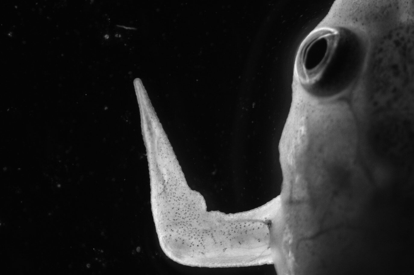 A frog's regenerating forelimb is portrayed. It is pointy and does not show any segmentation into fingers.