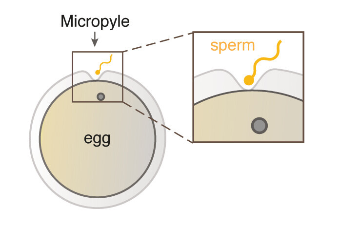 Sperm approaching the micropyle, a funnel-shaped structure that serves as the only sperm entry point in fish. Credit: Victoria Deneke.