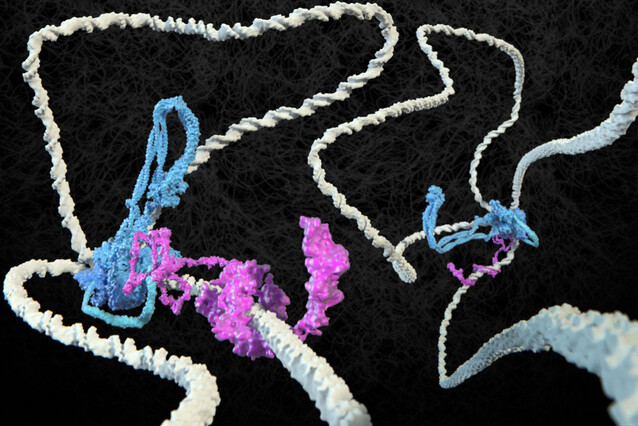 Two rope-like white molecules form loops, at the base of which blue and magenta molecules are.