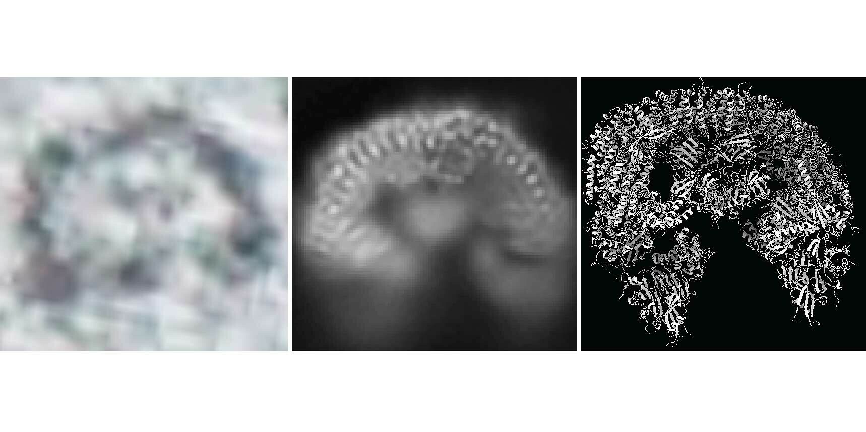 A cryo-EM study of BIRC6 taking shape: almost two million input particle images (left) were processed to create 2D averages (center), leading to a 3D model (right).
