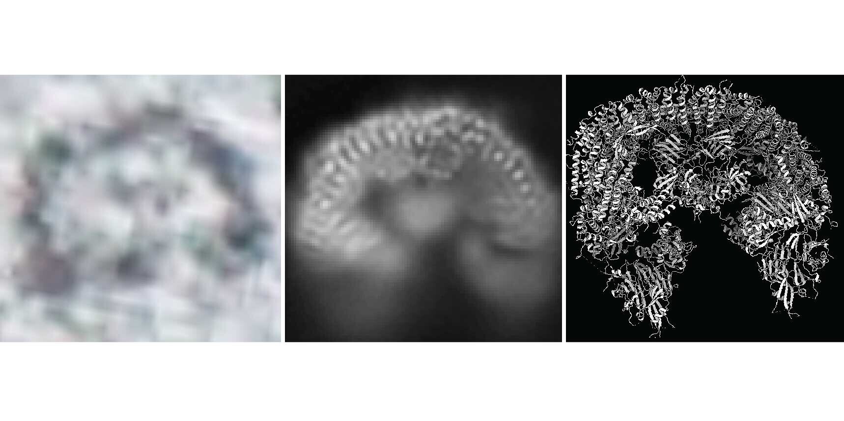 A cryo-EM study of BIRC6 A cryo-EM study of BIRC6 taking shape: almost two million input particle images (left) were processed to create 2D averages (center), leading to a 3D model (right).