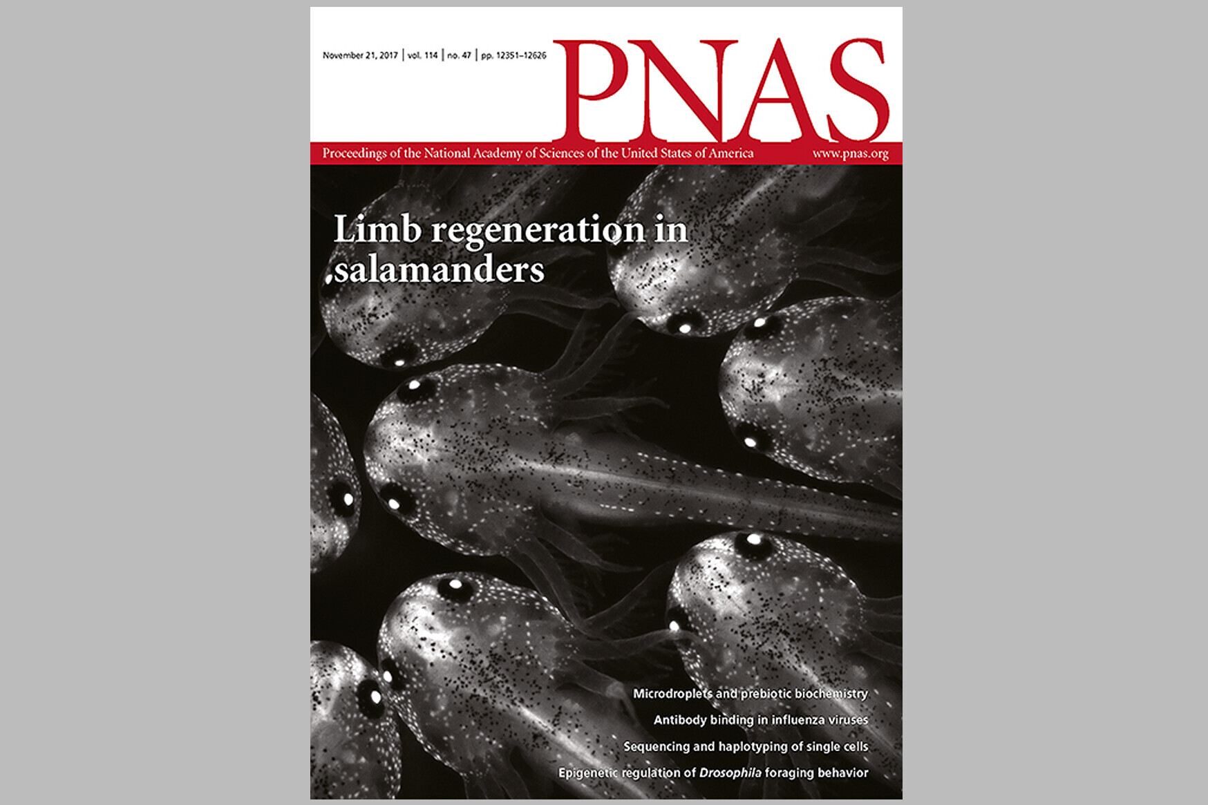 Axolotl in PNAS