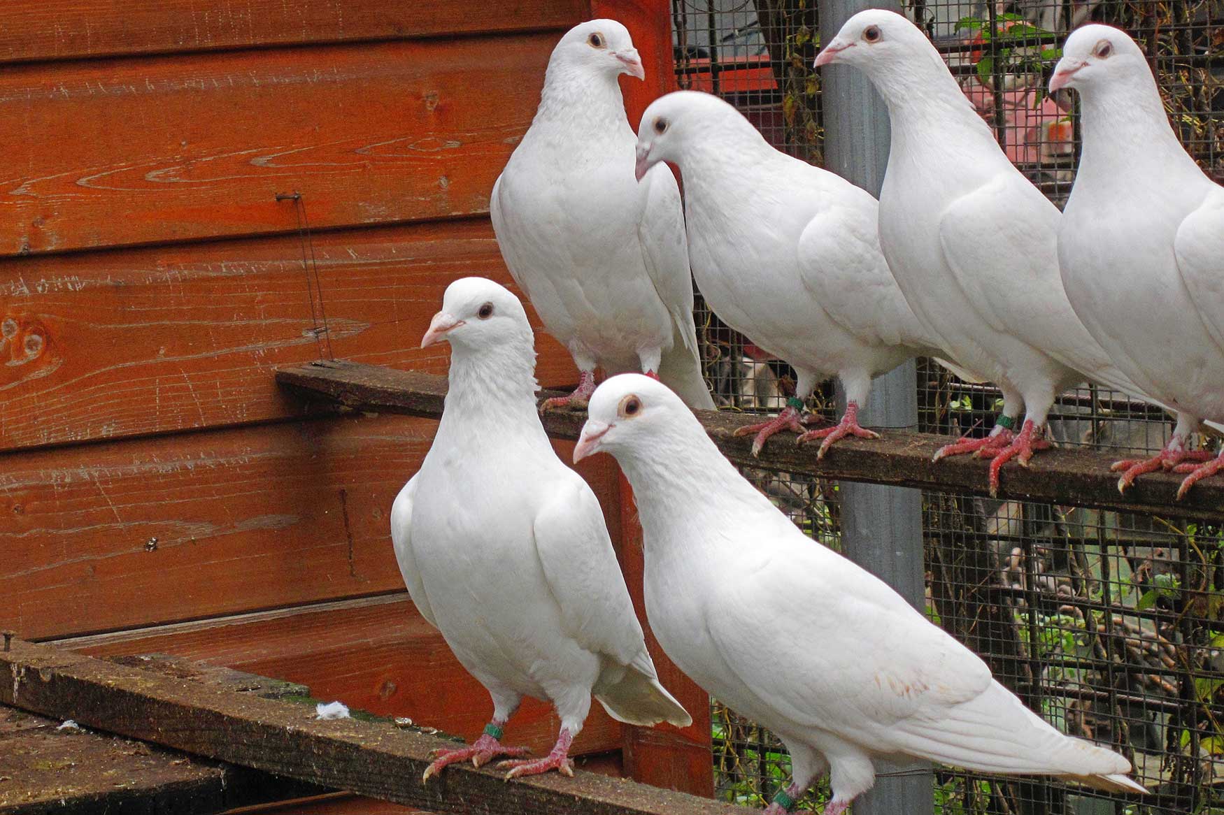 Pigeons, David Keays' model system to study magnetoreception