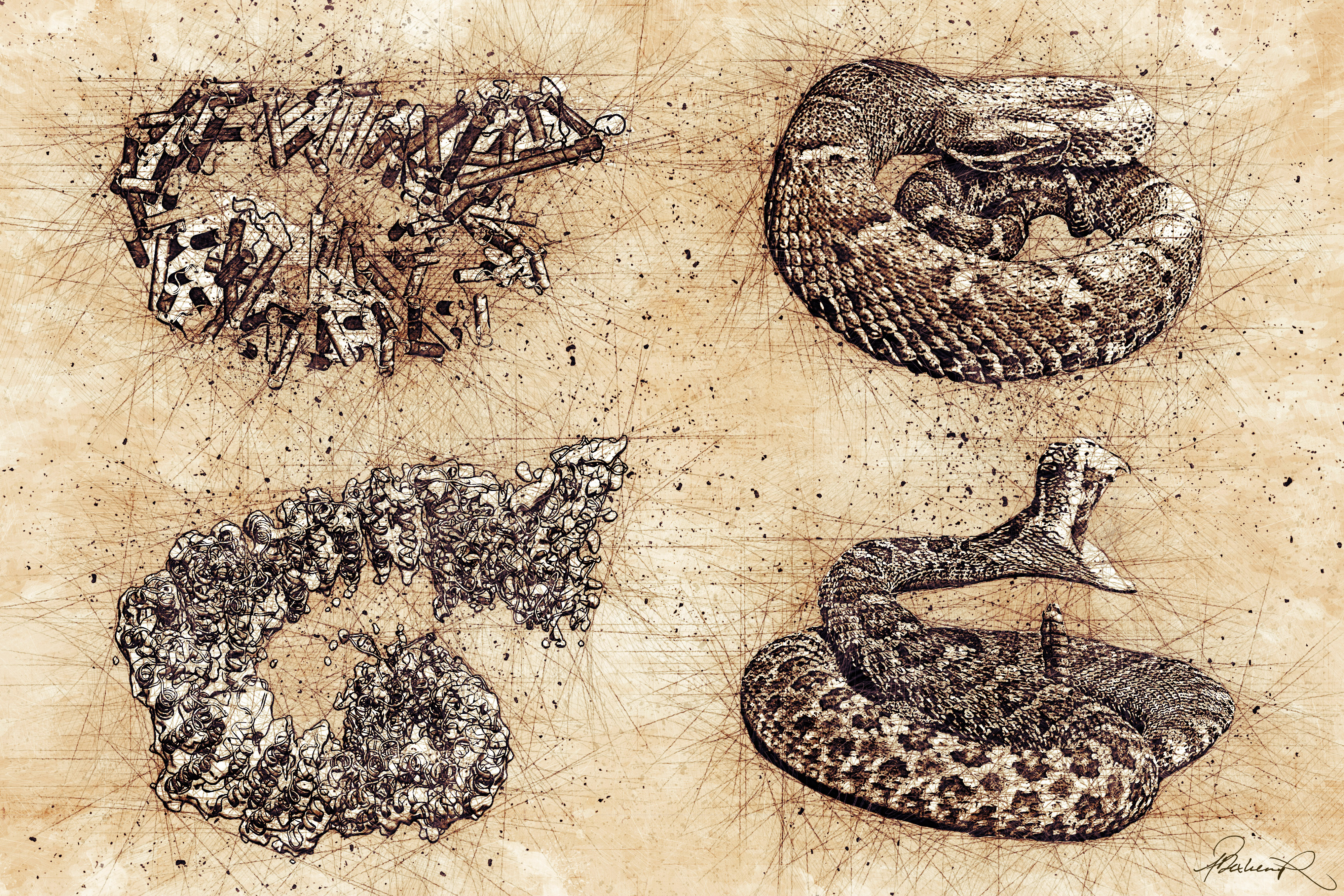 Artist’s impression of HUWE1’s bite of death. Snake and protein are shown in two conformations, representing resting (top) and active (bottom) states. Credit: IMP/Philipp Dexheimer.