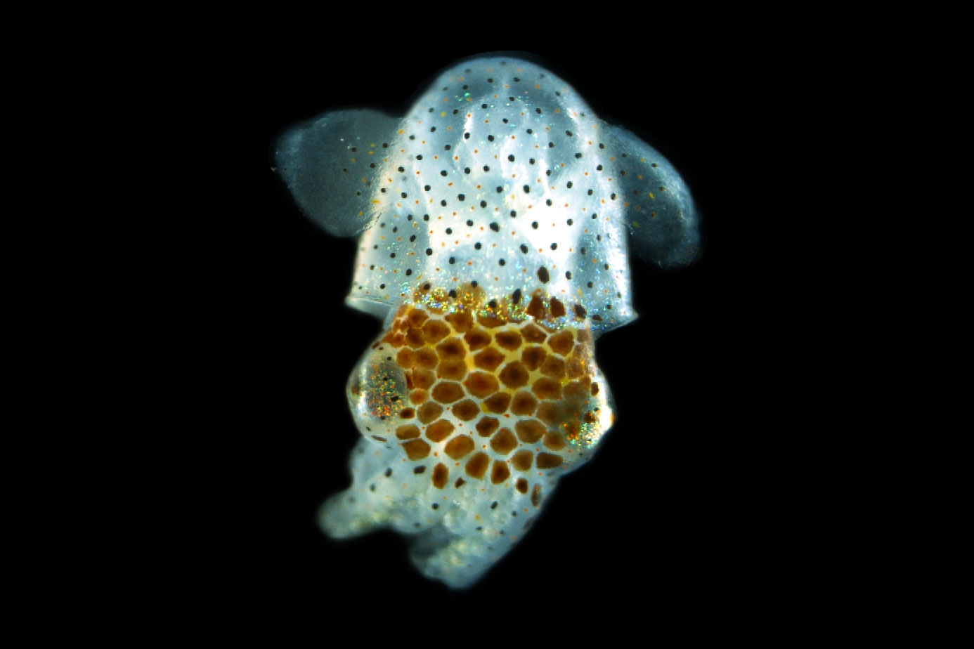 A transluscent white squid with rust-coloured spots.