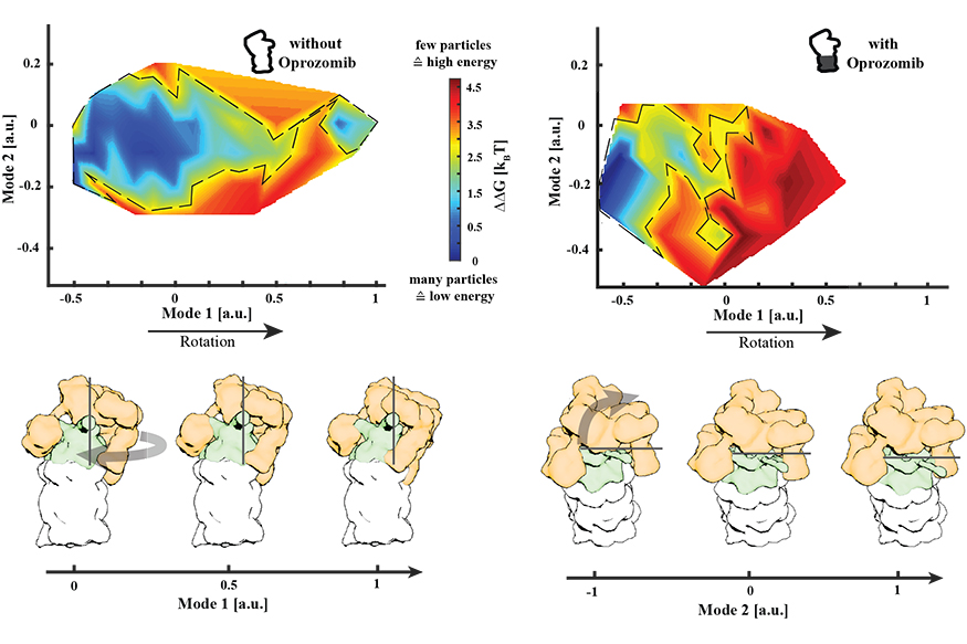 Change of conformational landscape of proteasome upon inhibitor binding