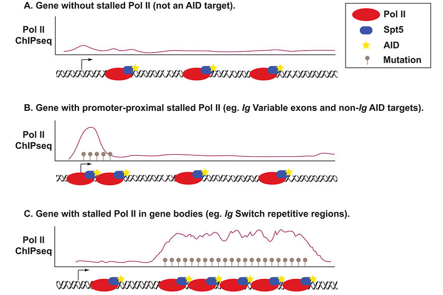 Pavri Figure 2