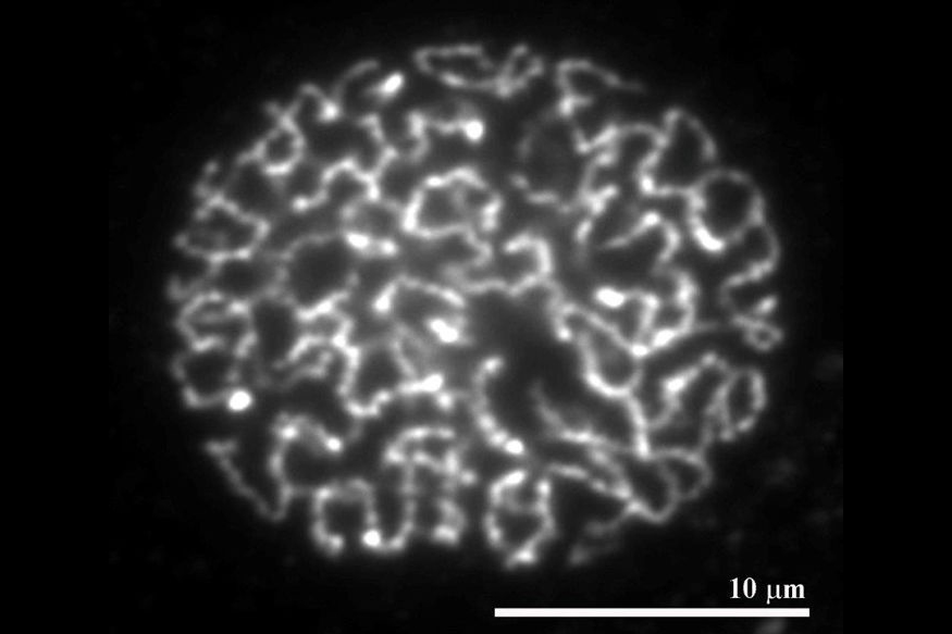 Peters Figure 1