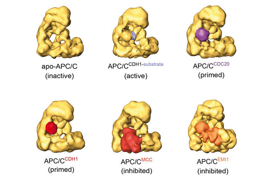 Peters Figure 3